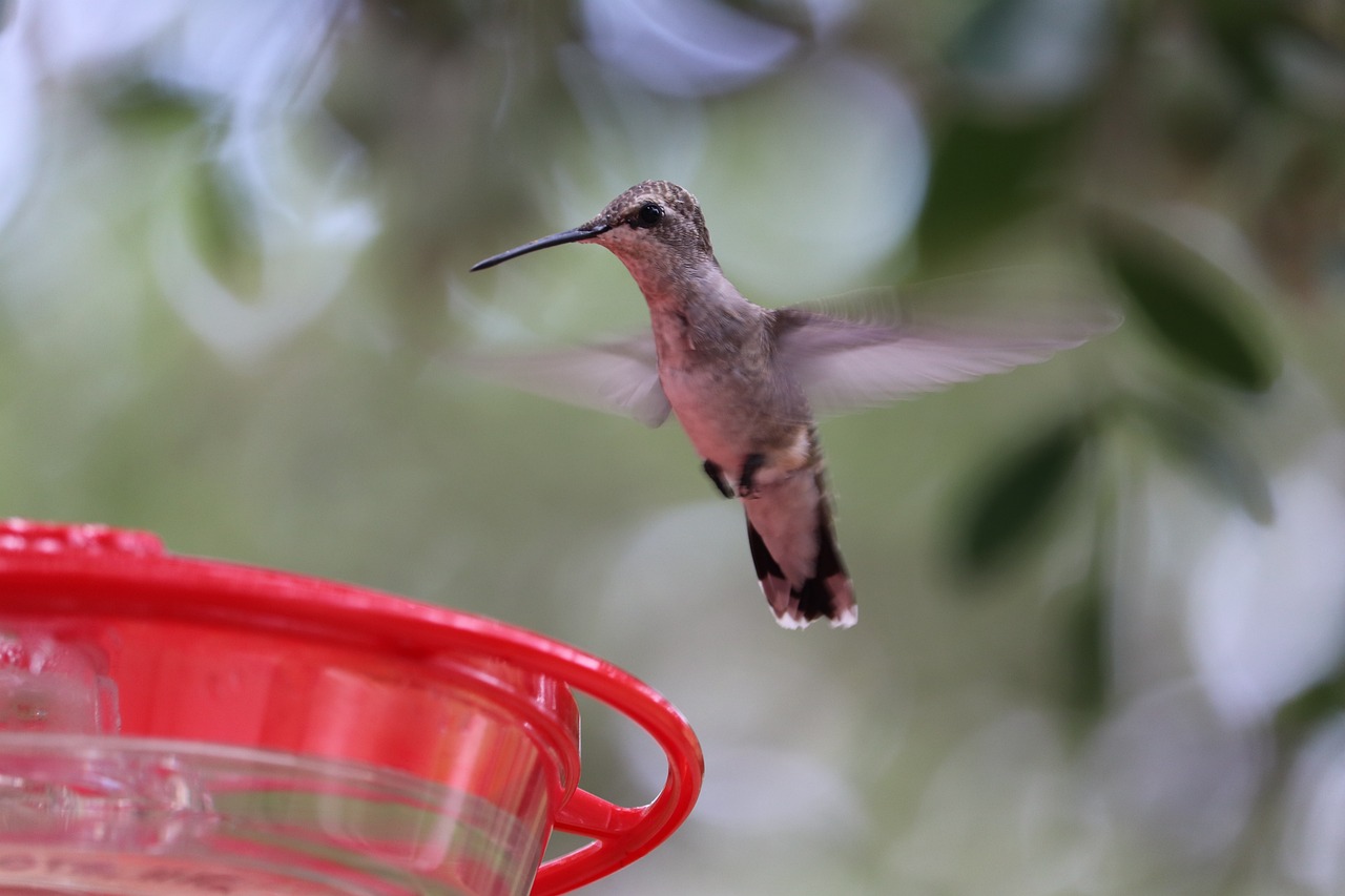 How to Attract Birds to Your Garden